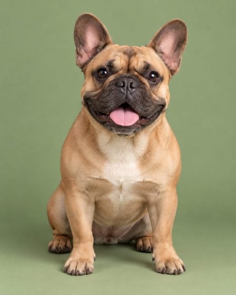 French Bulldog