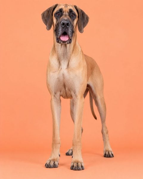 Great Dane