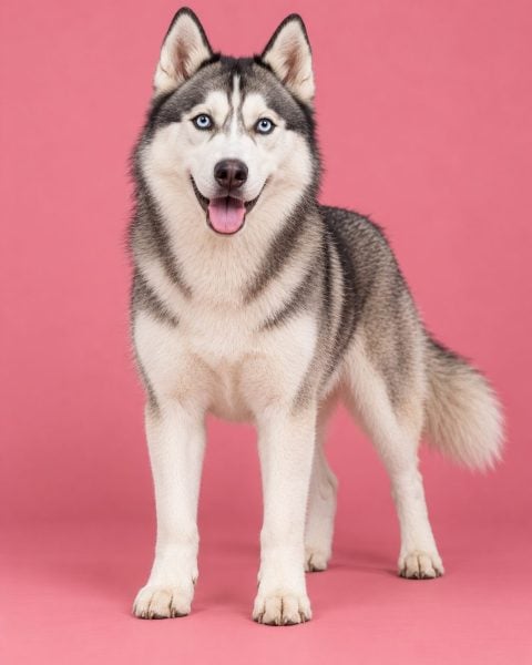 Siberian Husky