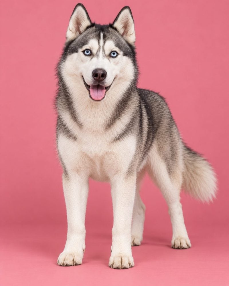 Siberian Husky